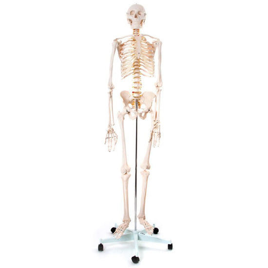 Human Skeleton