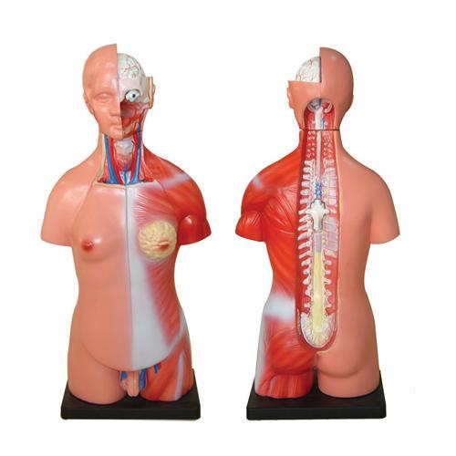 66Fit Unisex Torso Model