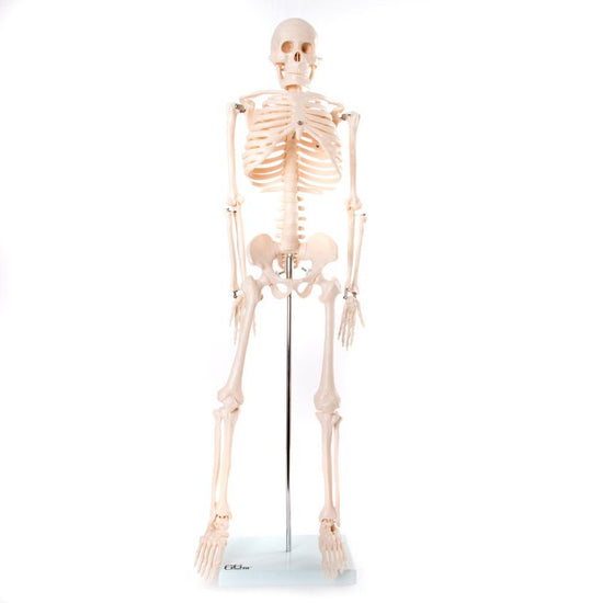 Medium Sized Skeleton