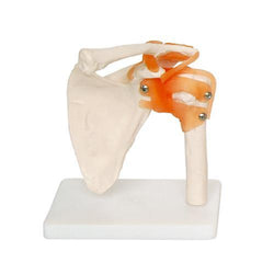 Shoulder Joint