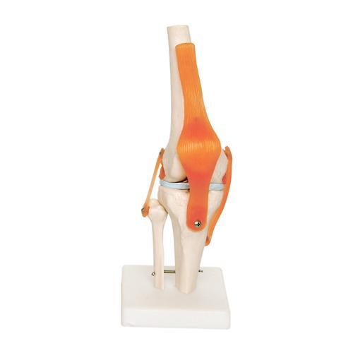 Knee Joint