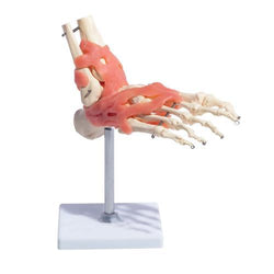 Foot Joint with Ligaments