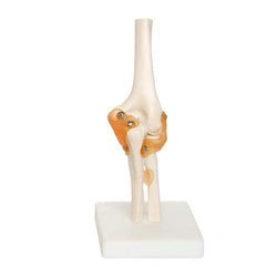 Elbow Joint