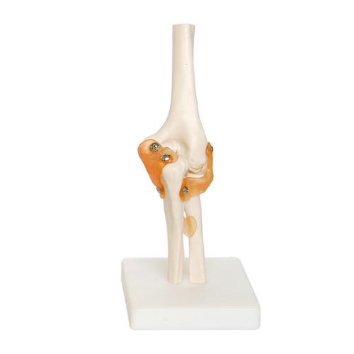 Elbow Joint