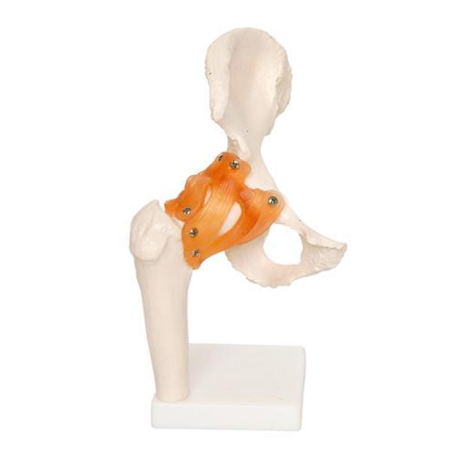 Human Hip Joint