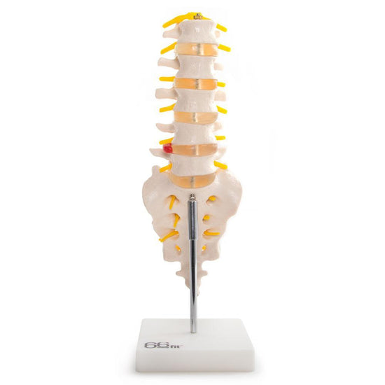 Lumbar Vertebrae