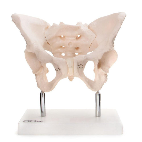 Female Pelvis Model