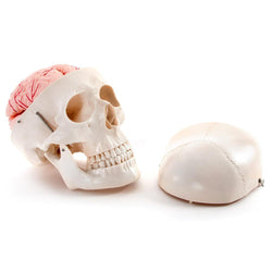 Skull with Brain