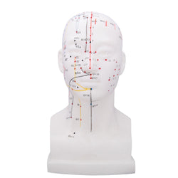 Head Acupuncture Model