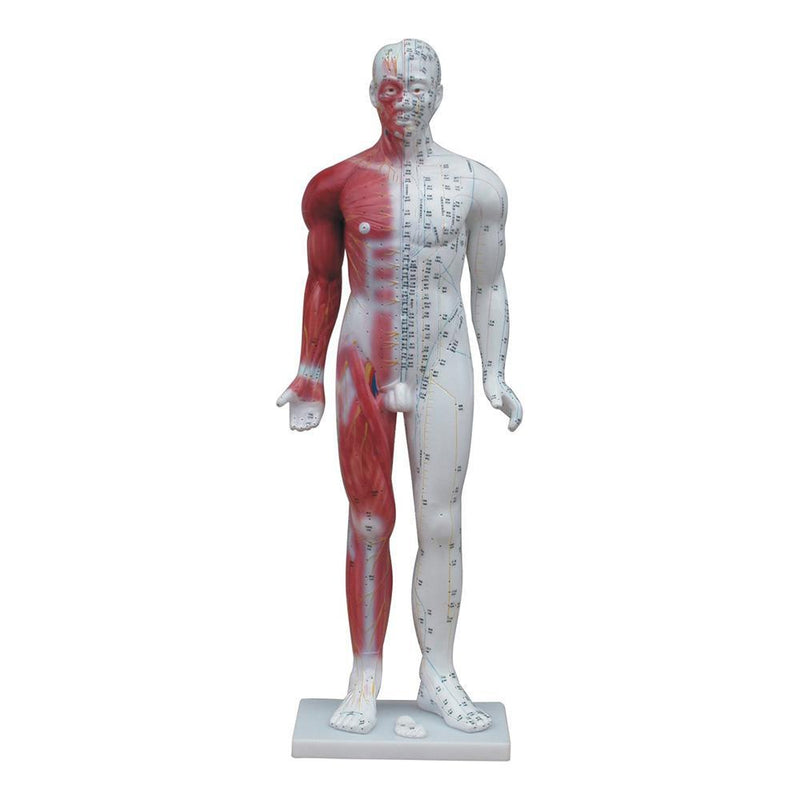 Male Acupuncture Model