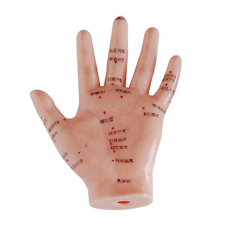 Hand Acupuncture Model