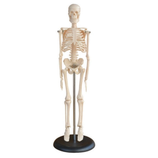 Mini Skeleton Model