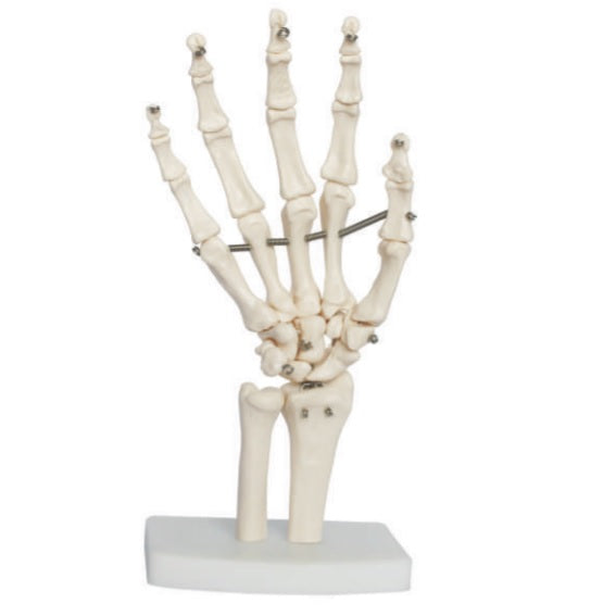 Hand Anatomical Model