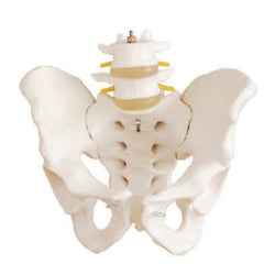 Pelvis and Spine