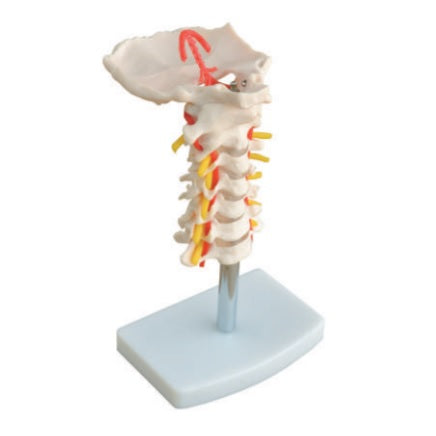 Neck Artery and Spine