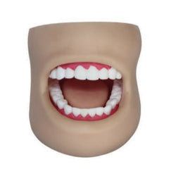 Dental Teeth Model