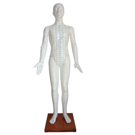 178cm Acupuncture Model