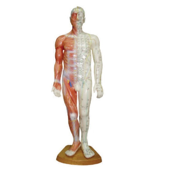 Male Acupuncture Model 55cm